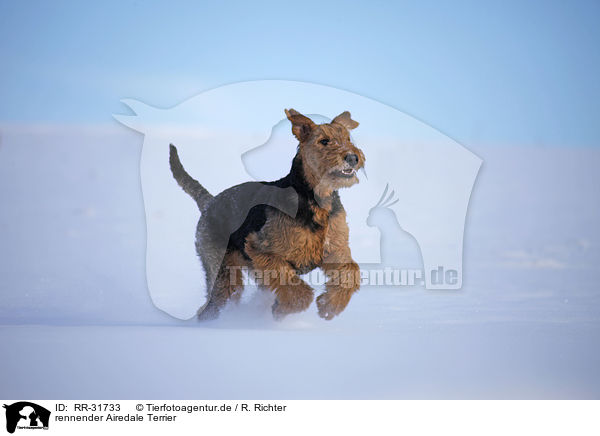 rennender Airedale Terrier / running Airedale Terrier / RR-31733