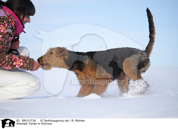 Airedale Terrier in Schnee / Airedale Terrier in snow / RR-31736