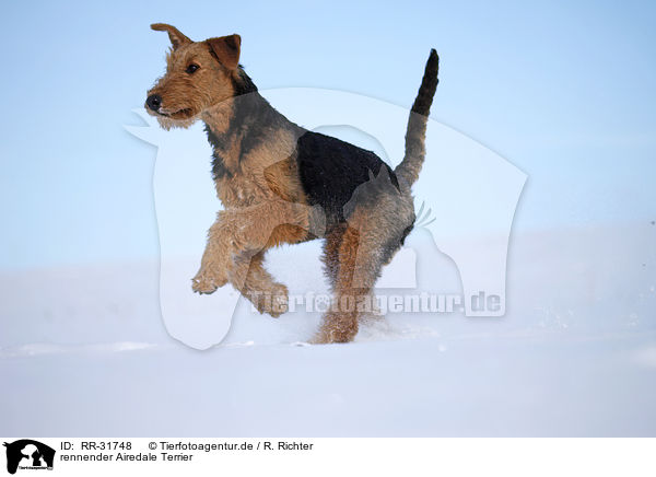 rennender Airedale Terrier / RR-31748