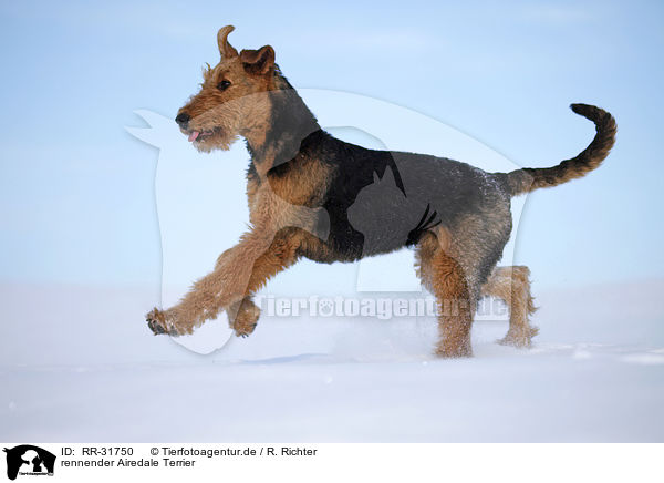 rennender Airedale Terrier / RR-31750