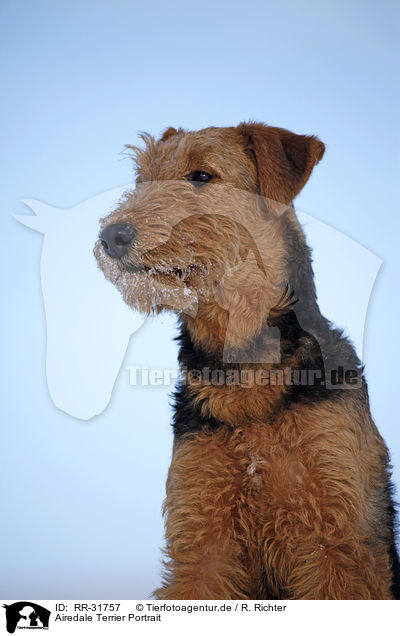 Airedale Terrier Portrait / RR-31757