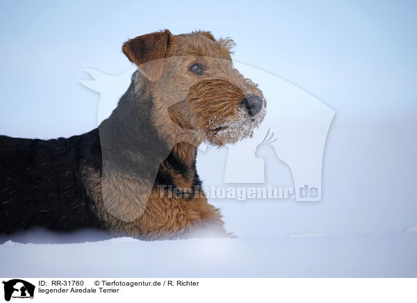liegender Airedale Terrier / lying Airedale Terrier / RR-31760