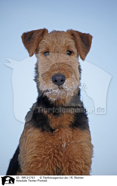 Airedale Terrier Portrait / RR-31761