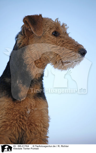 Airedale Terrier Portrait / RR-31764