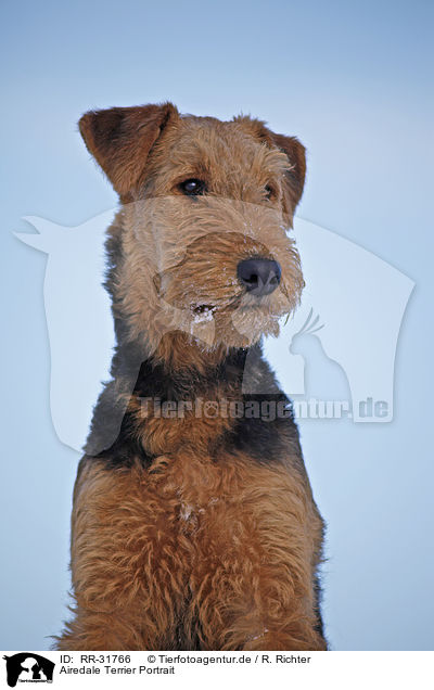 Airedale Terrier Portrait / RR-31766