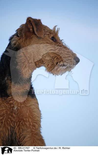Airedale Terrier Portrait / RR-31767