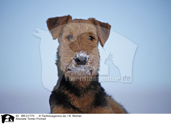 Airedale Terrier Portrait / RR-31770