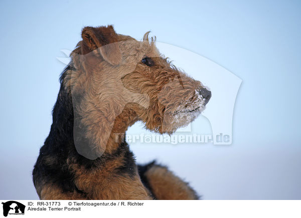 Airedale Terrier Portrait / RR-31773