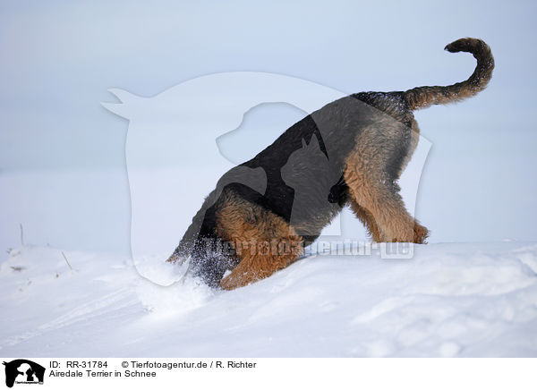 Airedale Terrier in Schnee / RR-31784