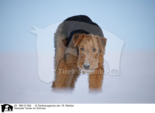 Airedale Terrier im Schnee / Airedale Terrier in snow / RR-31788