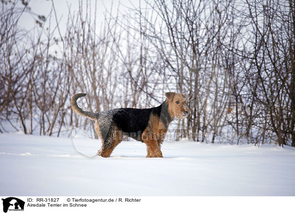 Airedale Terrier im Schnee / Airedale Terrier in snow / RR-31827