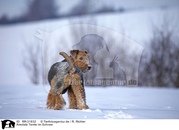 Airedale Terrier im Schnee / Airedale Terrier in snow / RR-31832