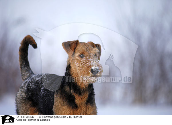 Airedale Terrier in Schnee / RR-31837
