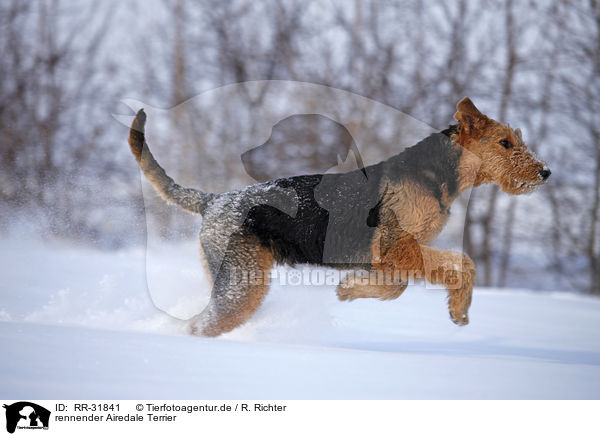 rennender Airedale Terrier / running Airedale Terrier / RR-31841