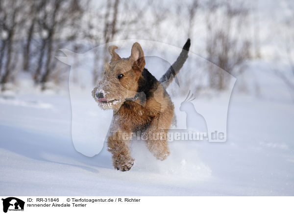 rennender Airedale Terrier / running Airedale Terrier / RR-31846