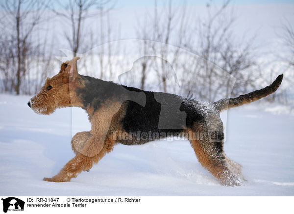 rennender Airedale Terrier / running Airedale Terrier / RR-31847