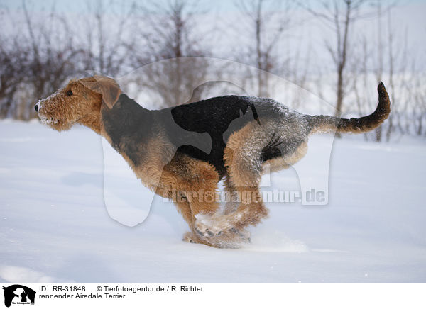 rennender Airedale Terrier / running Airedale Terrier / RR-31848