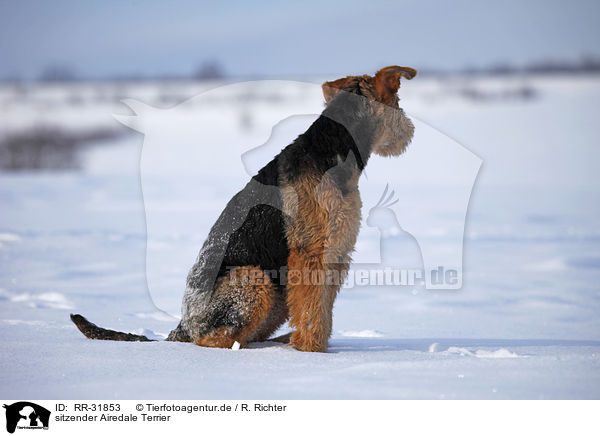 sitzender Airedale Terrier / sitting Airedale Terrier / RR-31853