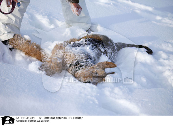 Airedale Terrier wlzt sich / wallowing Airedale Terrier / RR-31854