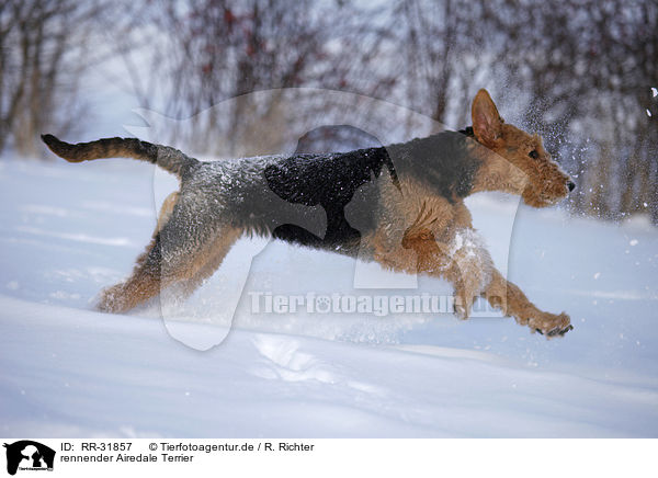 rennender Airedale Terrier / running Airedale Terrier / RR-31857