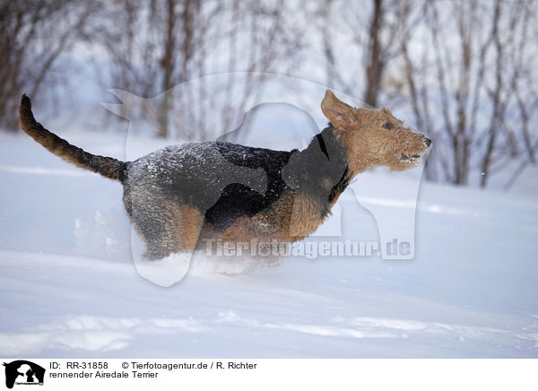 rennender Airedale Terrier / running Airedale Terrier / RR-31858