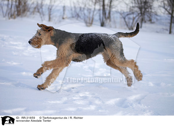rennender Airedale Terrier / running Airedale Terrier / RR-31859