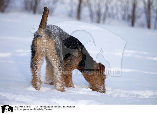 schnuppernder Airedale Terrier / snuffling Airedale Terrier / RR-31861