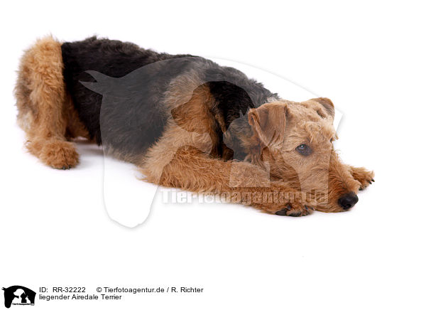 liegender Airedale Terrier / RR-32222
