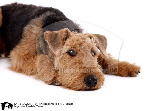 liegender Airedale Terrier / RR-32225