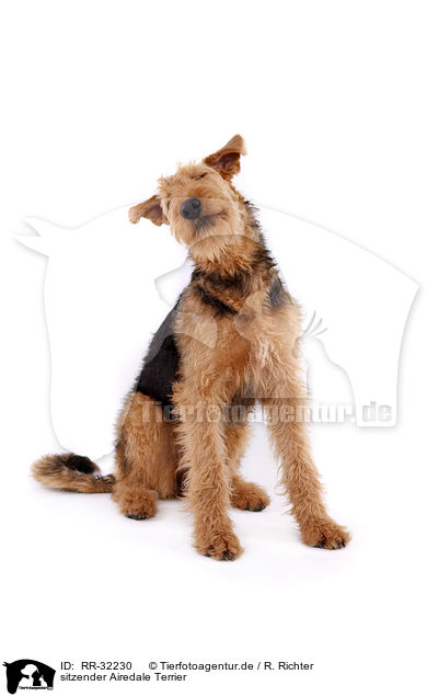 sitzender Airedale Terrier / RR-32230