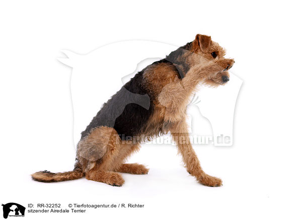 sitzender Airedale Terrier / sitting Airedale Terrier / RR-32252
