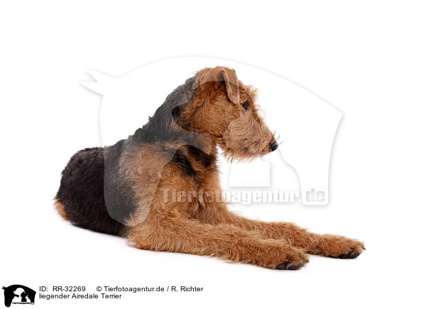 liegender Airedale Terrier / lying Airedale Terrier / RR-32269