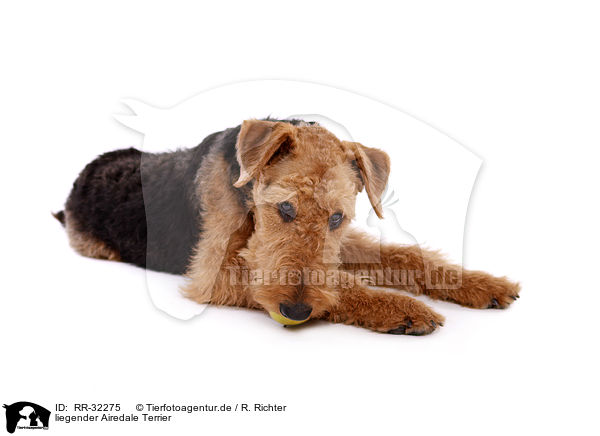 liegender Airedale Terrier / lying Airedale Terrier / RR-32275