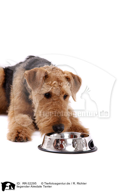 liegender Airedale Terrier / RR-32295