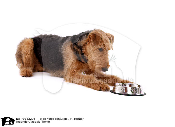 liegender Airedale Terrier / RR-32296