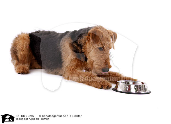 liegender Airedale Terrier / RR-32297