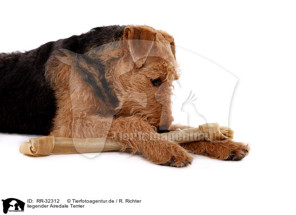 liegender Airedale Terrier / RR-32312