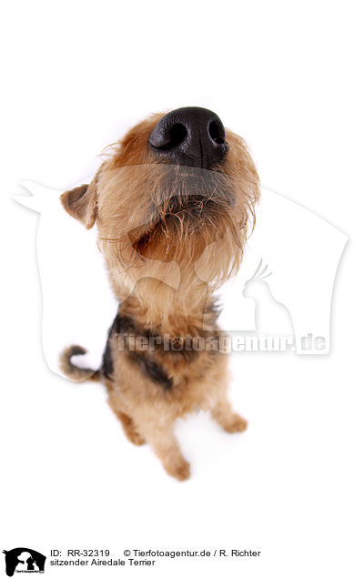 sitzender Airedale Terrier / RR-32319
