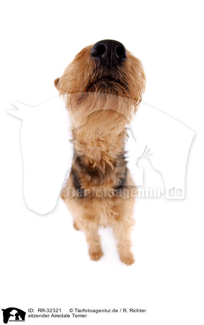 sitzender Airedale Terrier / sitting Airedale Terrier / RR-32321