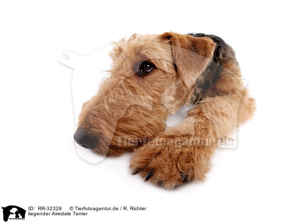 liegender Airedale Terrier / RR-32328