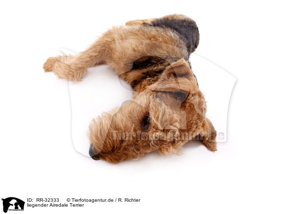 liegender Airedale Terrier / lying Airedale Terrier / RR-32333