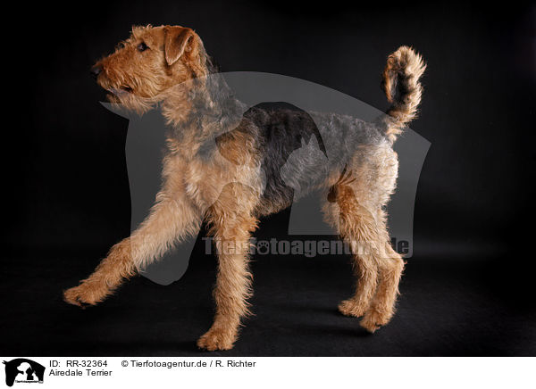 Airedale Terrier / RR-32364