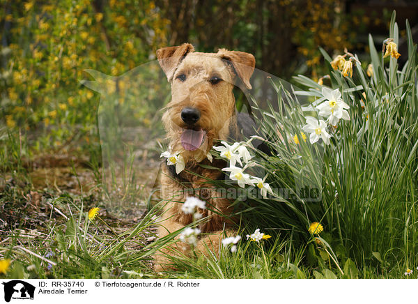 Airedale Terrier / Airedale Terrier / RR-35740