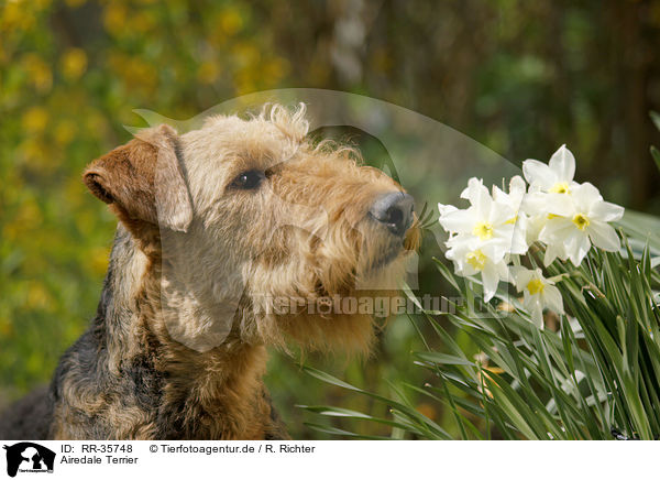Airedale Terrier / RR-35748