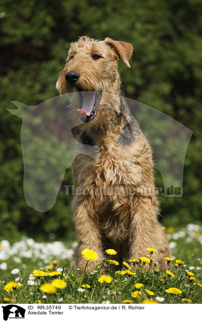 Airedale Terrier / Airedale Terrier / RR-35749