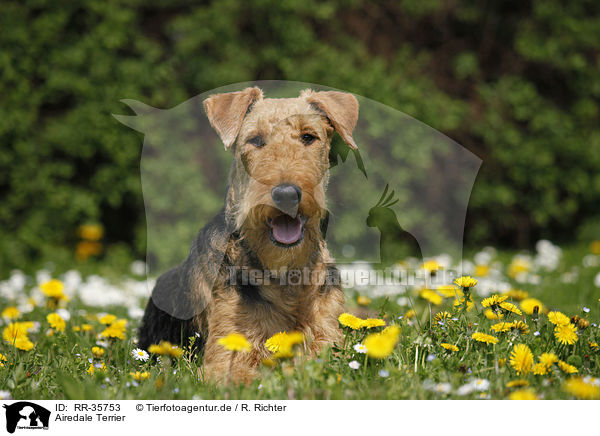 Airedale Terrier / RR-35753