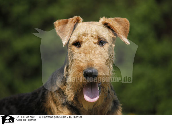 Airedale Terrier / Airedale Terrier / RR-35759