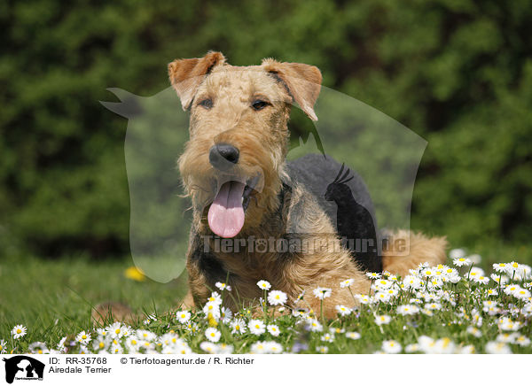 Airedale Terrier / Airedale Terrier / RR-35768