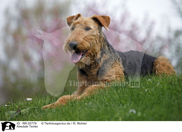 Airedale Terrier / RR-35778
