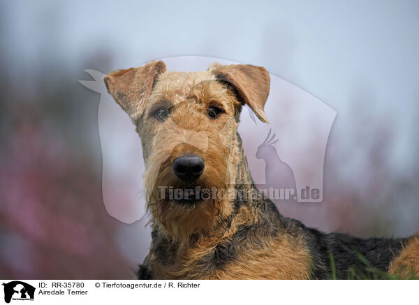 Airedale Terrier / RR-35780